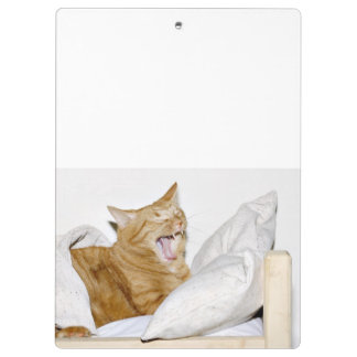 Sleepy orange tabby cat clipboard