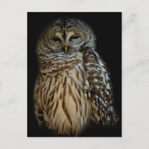 Sleepy Owl Postcard