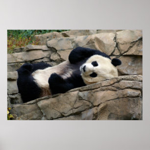 sleepy panda poster