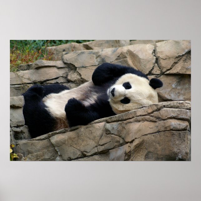 sleepy panda poster (Front)