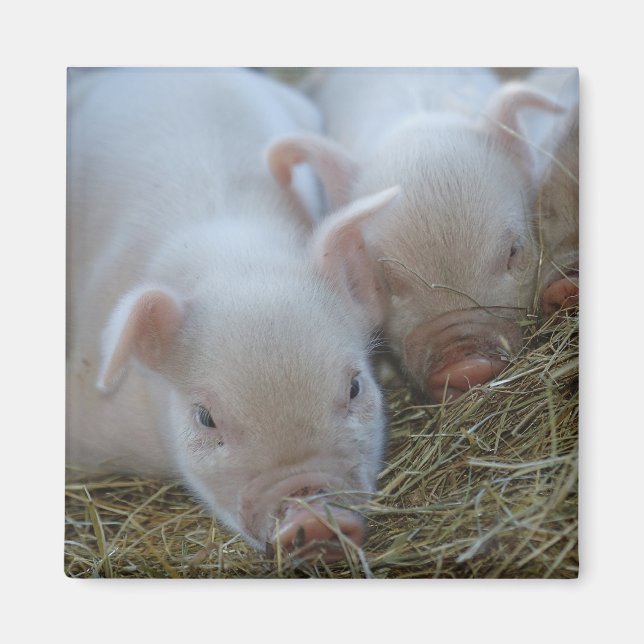 Sleepy Piglets Magnet (Front)