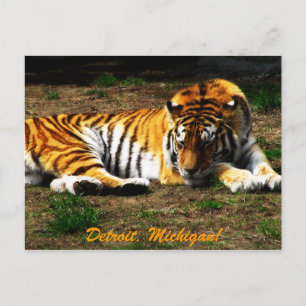 Sleepy Postcard