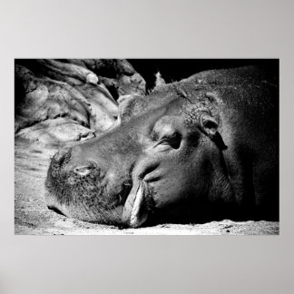 Sleepy Poster