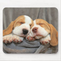 Sleepy Puppies