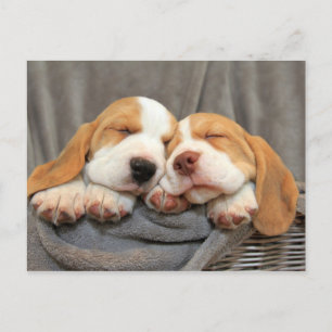 Sleepy Puppies Postcard