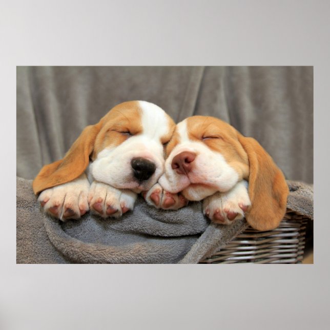 Sleepy Puppies Poster (Front)