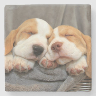Sleepy Puppies Stone Coaster