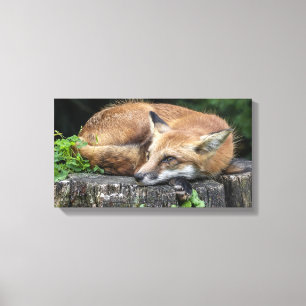 Sleepy Red Fox   Canvas Print