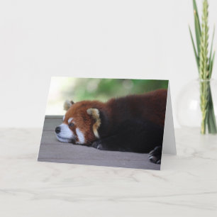 Sleepy Red Panda Photo Card