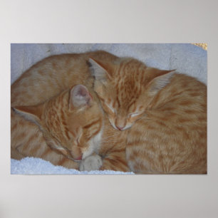 Sleepy relaxed kittens poster