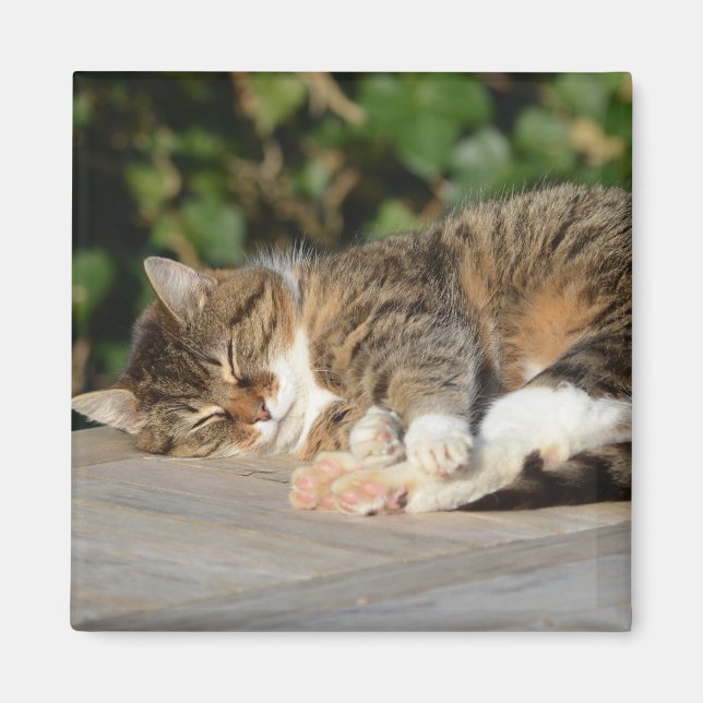 Sleepy relaxed kitty magnet (Front)