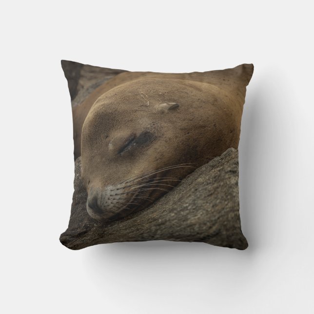 Sleepy Sea Lion - Sleeping Wildlife Photography Cushion (Front)