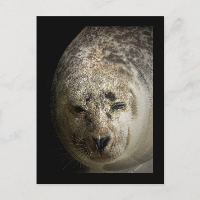 Sleepy Seal Postcard (Front)