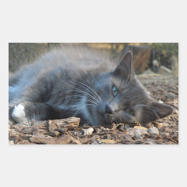 Sleepy Shady Cat Stickers (Front)