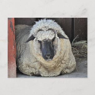 Sleepy Sheep Postcard