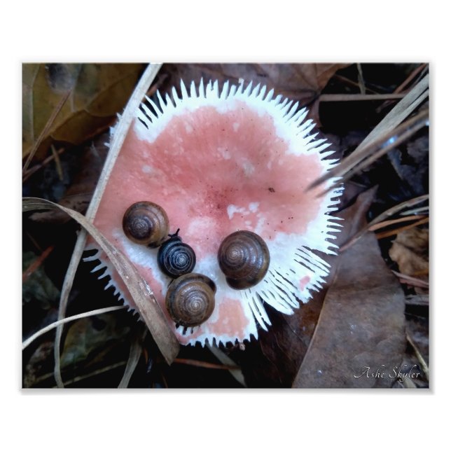 Sleepy Snails Photo Print (Front)