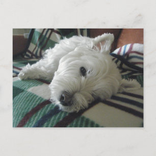 Sleepy Sofa Westie Photo Postcard