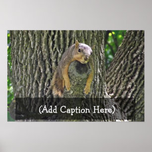 Sleepy Squirrel Cooling Off on a Tree Branch Poste Poster