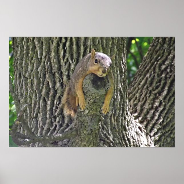 Sleepy Squirrel Cooling Off on a Tree Branch Poste Poster (Front)