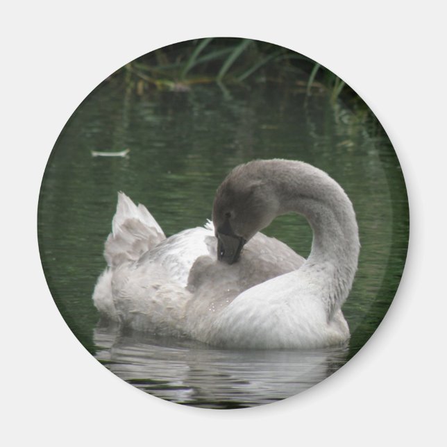 Sleepy Swan Magnet (Front)