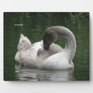 Sleepy Swan Plaque