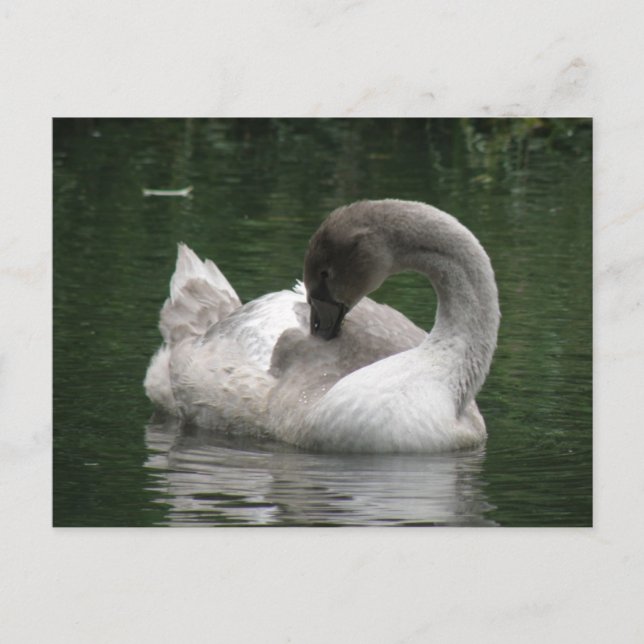 Sleepy Swan Postcard (Front)