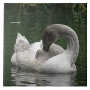 Sleepy Swan Tile