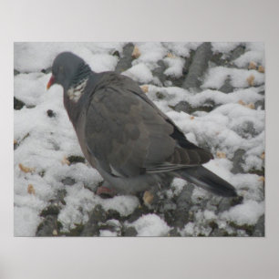 Sleepy Wood Pigeon Print