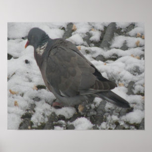 Sleepy Wood Pigeon Print