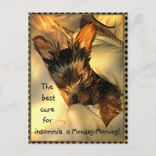 Sleepy Yorkie  Customisable Postcard