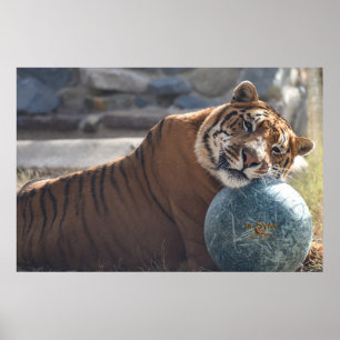 Sleepy Zachariah Poster