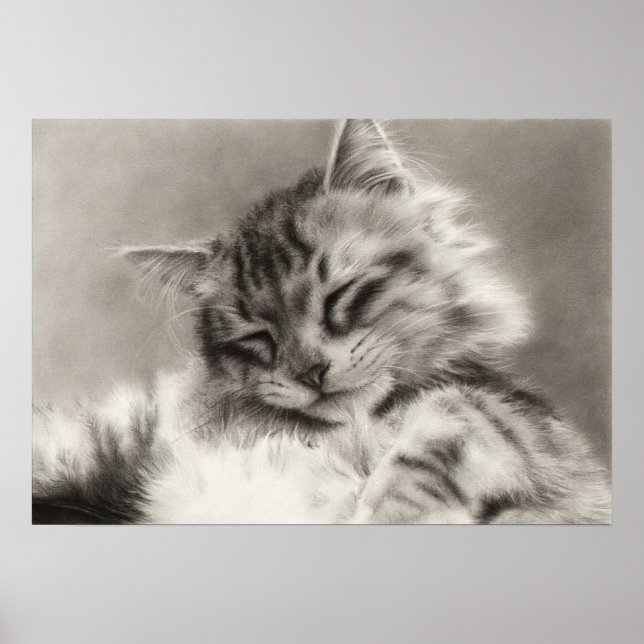 Sleepyhead Main Coon Cat Poster (Front)