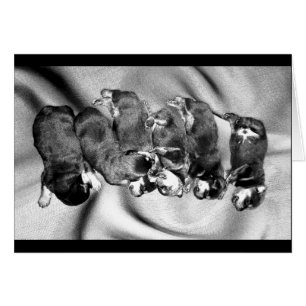 sleepyhead rottweiler puppies