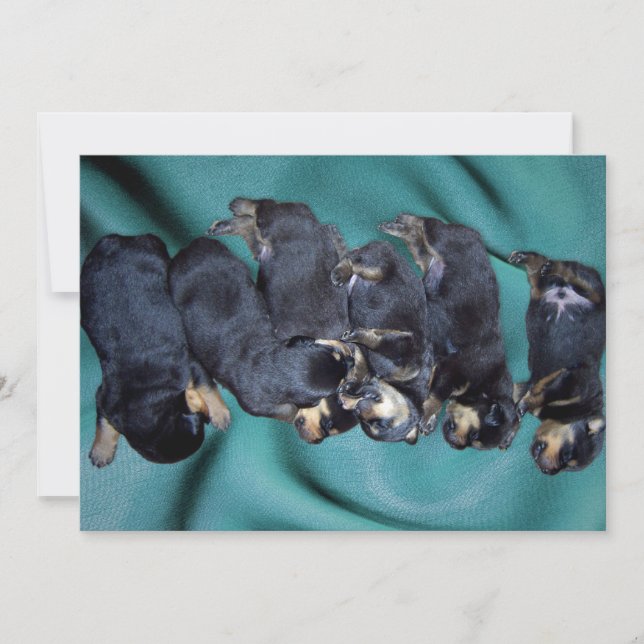 sleepyhead rottweiler puppies invitation (Front)