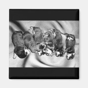 sleepyhead rottweiler puppies magnet