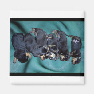 sleepyhead rottweiler puppies magnet