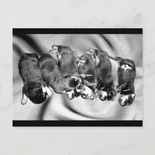 sleepyhead rottweiler puppies postcard