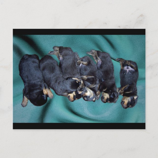 sleepyhead rottweiler puppies postcard (Front)
