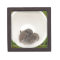 Sleepytime Baby Mice in Teacup