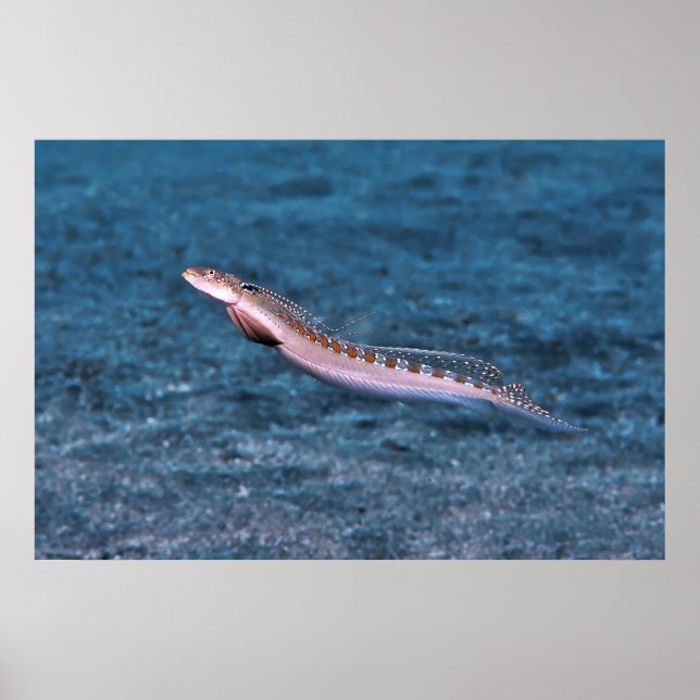Slender Dragonet Poster (Front)