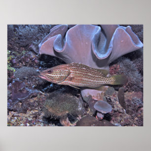 Slender Grouper on the Reef Poster
