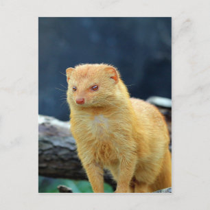 Slender Mongoose waiting for mum love Postcard