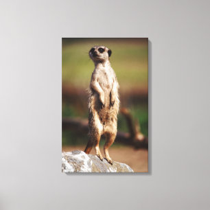 slender-tailed meerkat canvas print