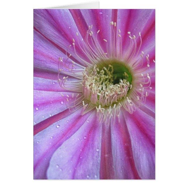 Slice of flatty cake (Front)