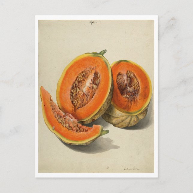 Sliced cantaloupe melon illustration postcard (Front)