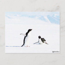 Sliding Adelie Penguin and Friend Postcard