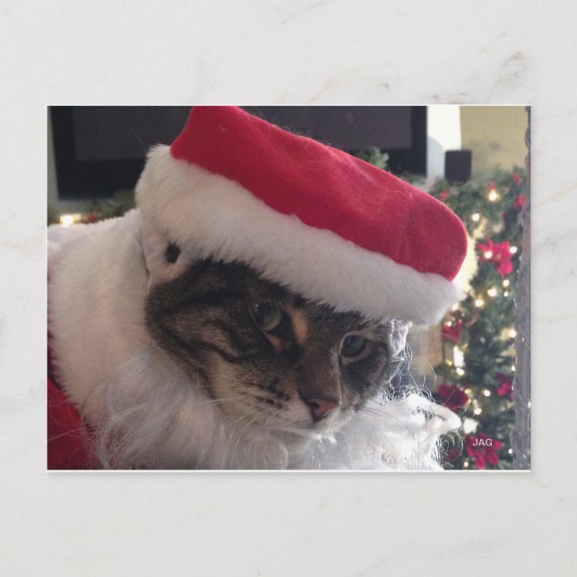 Slim Kitty Santa Card (Front)