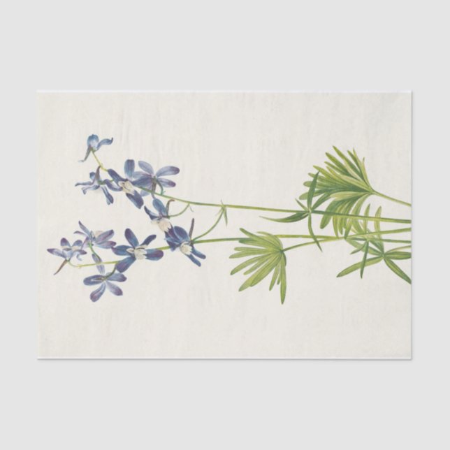 Slim Larkspur by Mary Vaux Walcott Tissue Paper (Front)