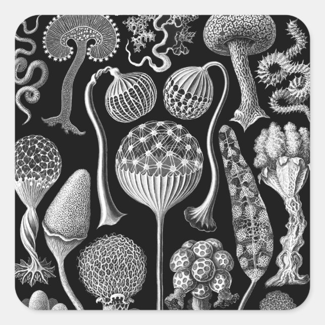 Slime Molds in Black and White Square Sticker (Front)