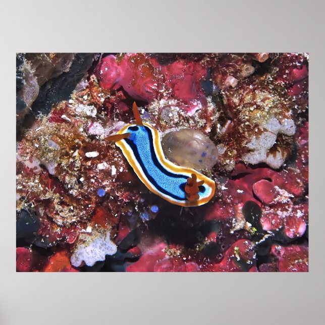 Slinking Nudibranch Poster (Front)